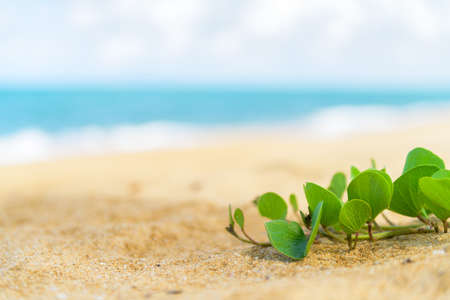 Beach Morning Glory or Ipomoea pes-caprae on the sand at the beach.の写真素材