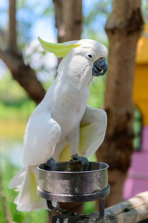 cute white Cockatoo bird on nature background, pet bird conceptの写真素材