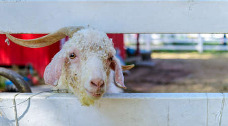 Cute ram behind wood fence, animal farm conceptの写真素材