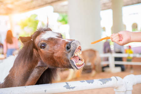 Little hand girl giving carrots to dwarf horse, feeding food conceptの写真素材