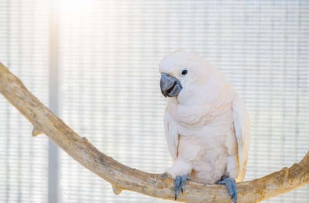 beautiful cute white parrot perched on a branch, pet bird conceptの写真素材