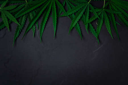 Cannabis leaves on black stone background,The leaves of the cannabis plant are rich in antioxidants, polyphenols and antibiotics, along with cancer-reducing and anti-inflammatory compounds.の写真素材