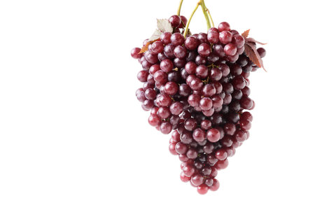 Champagne grapes isolated on white background.Champagne grapes are very small, growing in tightly packed clusters. The seedless berries are a dark red, Fruits conceptの写真素材