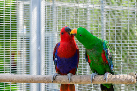 red and green Sun Conure parrot bird kissing on the perch, pet and animal conceptの写真素材