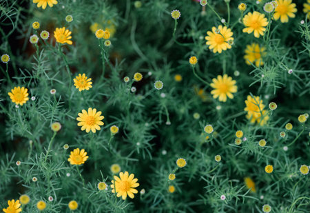 Closed up of yellow daisy  flower on nature background, flower concept