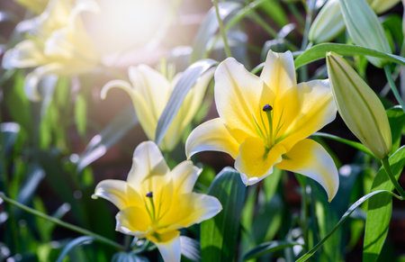 Beautiful yellow and white lily flower in garden, flower background conceptの写真素材