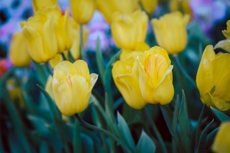 Yellow tulips blooming in garden. flower background conceptの写真素材