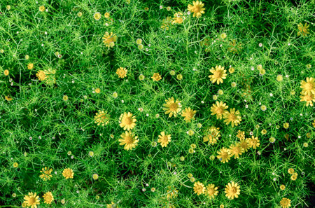 Top view yellow daisy flowers in garden, flower background concept