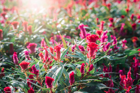 Cockscomb or Chainese Wool flower in garden with sunrise on morning, flower conceptの写真素材