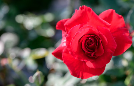 Top view of red rose in garden, flower background and love conceptの写真素材