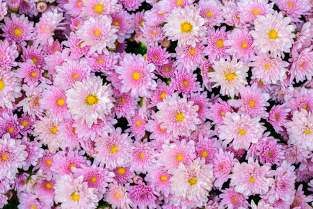 Beautiful pink chrysanthemum background, Top view and flower concept