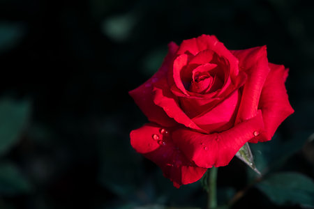 Beautiful yellow and white lily flower in garden, flower background conceptの写真素材