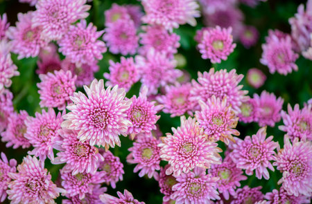 Beautiful pink chrysanthemum background, Top view and flower concept