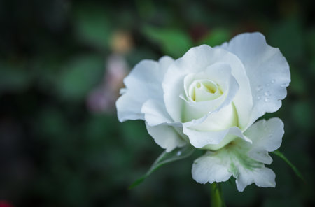 beautiful white rose with water drop on petals in garden, flower and valentines conceptの写真素材