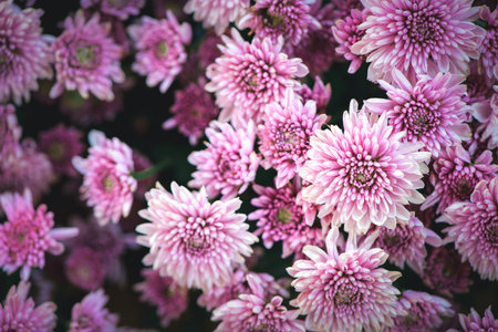 Beautiful pink chrysanthemum background, Top view and flower conceptの写真素材