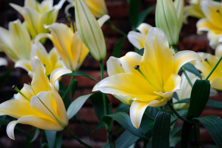 Beautiful yellow and white lily flower in garden, flower background conceptの写真素材