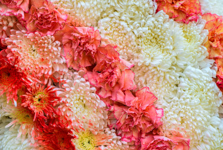 chrysanthemum flower and Carnation flower on backdrop backgroundの写真素材