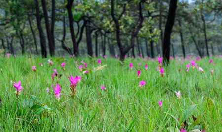 Siam Tulip pink flower blooming in forest mountain at Sai Thong National Park Chaiyaphum province Thailand.Unseen in Thailand on rainy seasonの写真素材