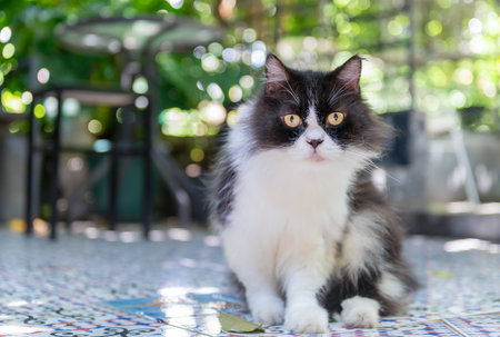 Cute Black and white Persian cat siting on floor and look at camera, pet and animal conceptの写真素材
