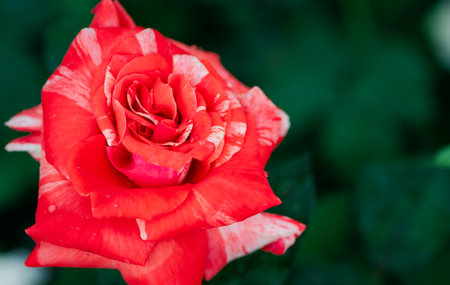 red and white roses in garden background. Top view and copy space flower and love conceptの写真素材