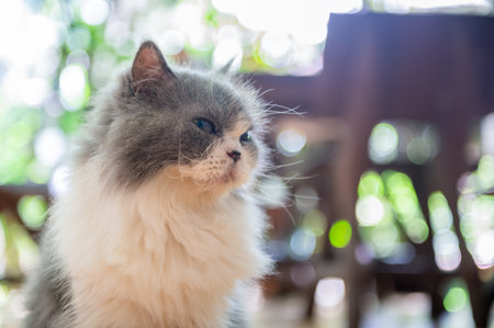 Portrait of Cute white and gray Persian cat on bokeh background, pet and animal conceptの写真素材