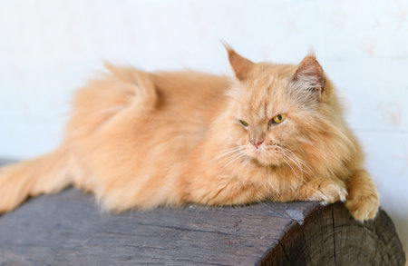 Cute brown Persian cat lying on log, pet and animal conceptの写真素材