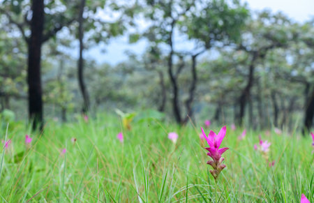 Siam Tulip pink flower blooming in forest mountain at Sai Thong National Park Chaiyaphum province Thailand.Unseen in Thailand on rainy seasonの写真素材