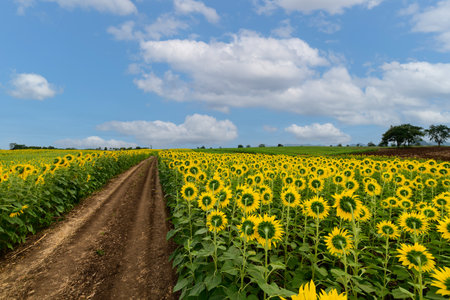 Back side of sunflower in sunflower field on summer with blue sky at Lop buri province,THAILANDの写真素材