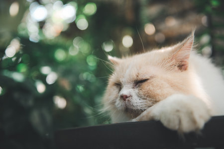 Cute white Persian cat lying on floor outdoor, pet and animal conceptの写真素材