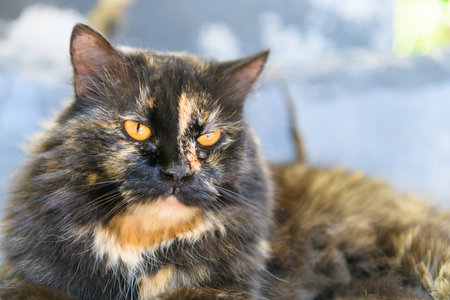 Cute dark brown Persian cat lying on chair, pet and animal conceptの写真素材