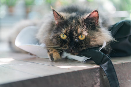 Cute dark brown Persian cat play and lying on chair, pet and animal conceptの写真素材