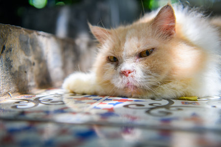 white Persian cat lying on floor and look at camera, pet and animal conceptの写真素材