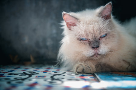 white Persian cat lying on floor and look at camera, pet and animal conceptの写真素材