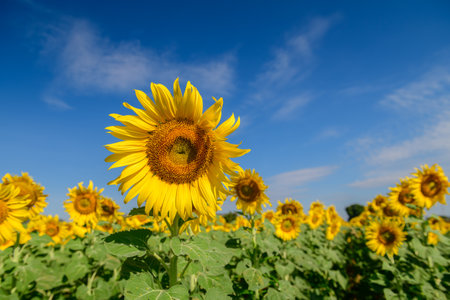 Beautiful sunflower blooming in sunflower field with blue sky background. Lop buri Thailandの写真素材