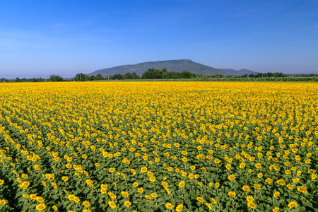 Beautiful sunflower blooming in sunflower field with blue sky background. Lop buri Thailandの写真素材