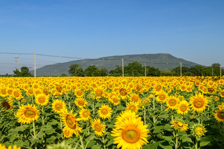 Beautiful sunflower flower blooming in sunflowers field with big moutain and blue sky background. Popular tourist attractions of Lopburi province.の写真素材