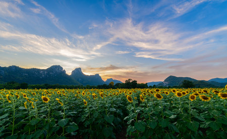 field of blooming sunflowers and big mountain on sunset background. Lop buri Thailandの写真素材
