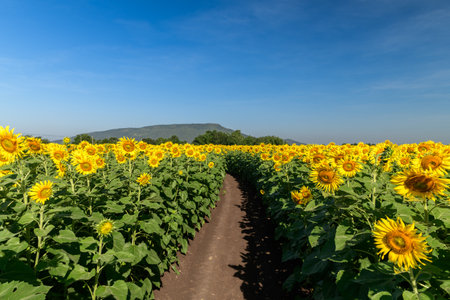 Beautiful sunflower blooming in sunflower field and trail with blue sky background. Lop buri Thailandの写真素材
