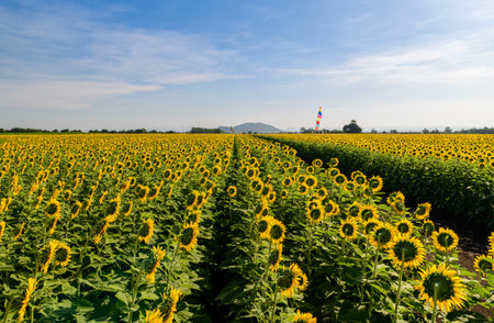 Beautiful sunflower flower blooming in sunflowers field with blue sky background. Popular tourist attractions of Lopburi province. flower field on winter seasonの写真素材