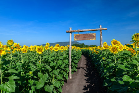Beautiful sunflower blooming in sunflower field with wooden sign at the entrance and blue sky background. Lop buri Thailanfの写真素材