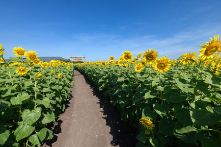 Beautiful sunflower blooming in sunflower field with wooden sign at the entrance and blue sky background. Lop buri Thailanfの写真素材