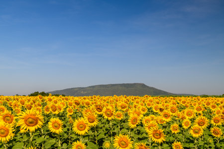 Beautiful sunflower blooming in sunflower field with blue sky background. Lop buri Thailandの写真素材