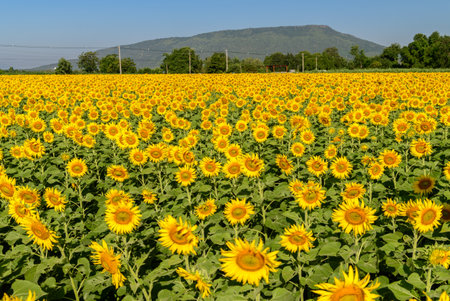 Beautiful sunflower flower blooming in sunflowers field with blue sky background. Popular tourist attractions of Lopburi province. flower field on winter seasonの写真素材
