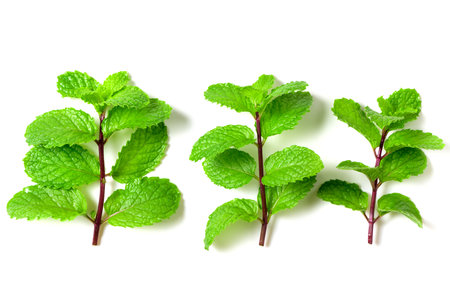 Mint leaf. Fresh mint on white background. Mint leaves isolated. herb and medicine background conceptの写真素材