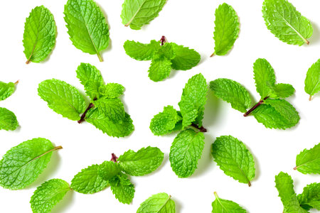 Mint leaf. Fresh mint on white background. Mint leaves isolated. herb and medicine background conceptの写真素材