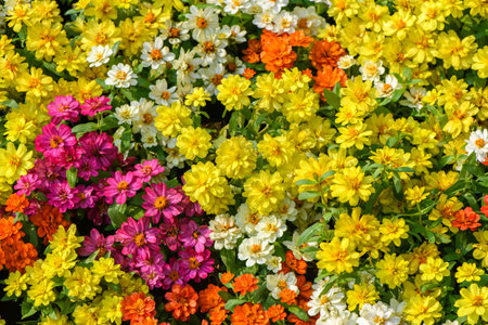 Bright pink, yellow, and white zinnia flowers bloom beautifully in spring flowerbeds, flower backgroundの写真素材