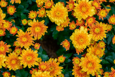 Orange Chrysanthemum flower on top view, flower background conceptの写真素材