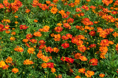 Sulfur Cosmos or orange Cosmos flower blomming in garden. flower background concept
