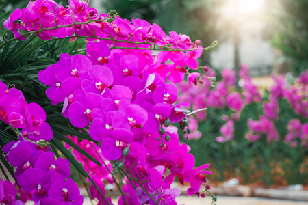 Beatiful pink Phalaenopsis Orchids flower in garden, orchid flower backgroundの写真素材