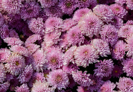 bouquet of pink Chrysanthemum flower oin garden, flower background conceptの写真素材